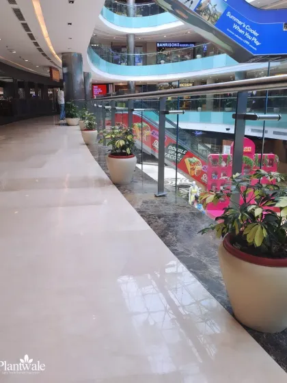 In this shopping mall, we used large, elegant planters with Schefflera plants along the upper-level walkway. This adds a touch of nature to the modern interior, making the shopping experience more pleasant and calming.