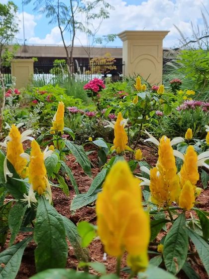 The bright yellow, cone-shaped flowers of Pachystachys Lutea, also known as the golden shrimp plant. This tropical evergreen shrub is a favorite in our palettes for adding a consistent pop of color to the landscape.