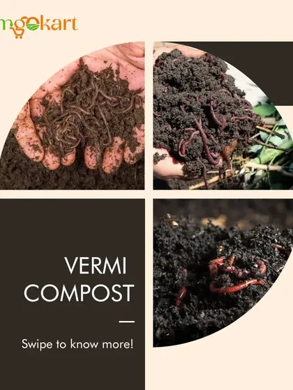 I love using vermicompost to enrich my soil. It's an easy, organic way to give your plants the nutrients they need to thrive.