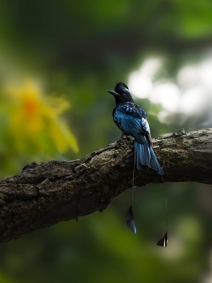 A Greater Racket-tailed Drongo perched on a branch, with a beautiful bokeh background of yellow flowers and green leaves. The soft, out-of-focus elements create a dreamy, painterly effect that isolates the bird.