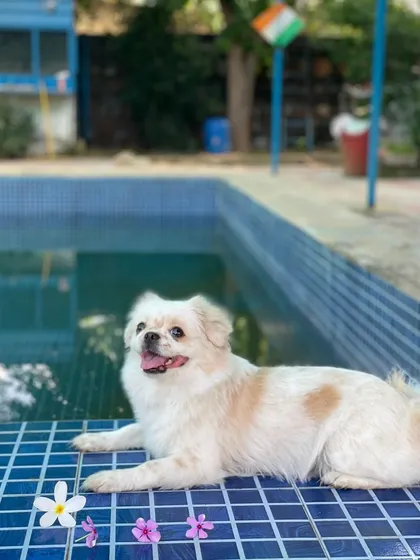 This is the result of a happy grooming session. A clean, fluffy, and relaxed 'bachha' enjoying the sunshine by our pool. This is what I mean by farm-style pet care.