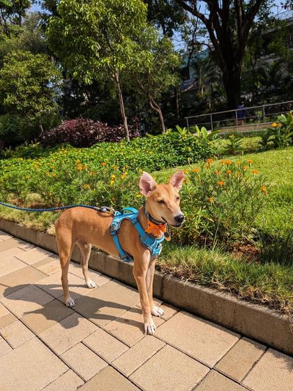 PL Paws - Animal Rescue & Rehabilitation Ready for a Home: Meet Our Adoptable Dogs photo 36