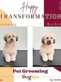Full Pet Grooming