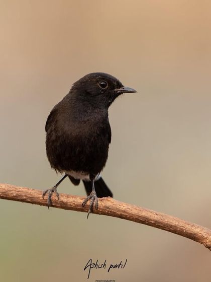 A male Pied Bushchat, a common but striking bird with its simple black and white plumage.