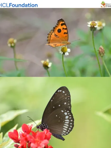 A Peacock Pansy and a Common Crow butterfly showcase the vibrant variety of pollinators at our Lucknow site. We plant a diverse range of flowering plants to ensure a year-round food source for these vital insects.