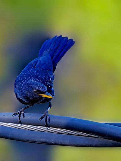 A Blue Whistling Thrush balances on a thick electrical cable. This shot is a great example of wildlife adapting to and living within human-altered landscapes.