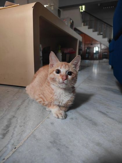 Another shot of Kitkat, the special needs kitten. She walks in circles and is visually impaired, but her meows are full of expression and life.