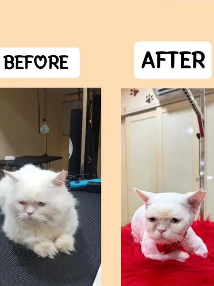 Gunduz the Persian cat is looking sharp after his summer haircut. This before and after shows how a proper groom can completely change your pet's look and comfort level.