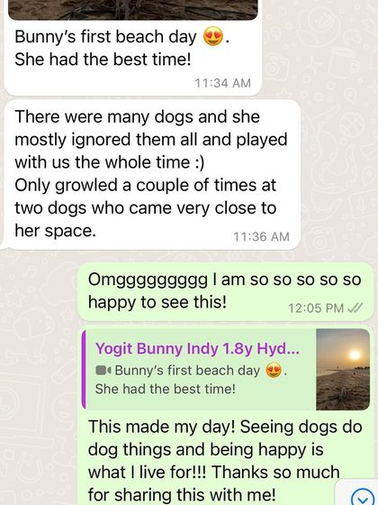 Confident Dogs - Canine Behavior Modification Real Dogs, Real Transformations photo 49