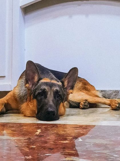 A collection of portraits of my handsome, goofy, and majestic German Shepherd, Theo. He is my constant inspiration and the heart of my work.