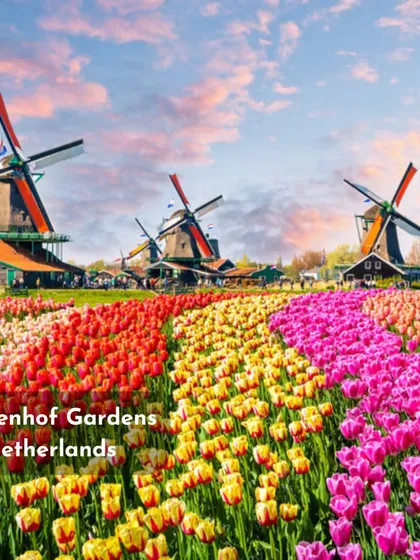 The iconic Keukenhof Gardens in the Netherlands, with its endless fields of tulips, is a breathtaking display of color and scale. This is a reminder of the powerful impact that flowers can have on a landscape.