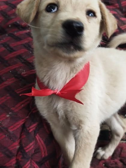 Wagg City - Animal Adoption Services Ready for a Home: Our Adoptable Animals photo 5