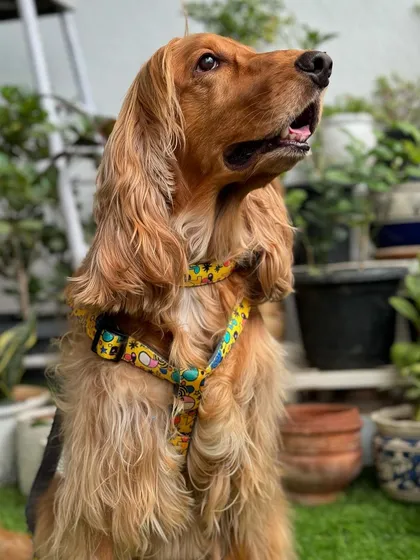 Posto looking up, showing off the vibrant pattern of his new collar and harness.