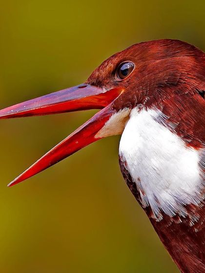 A White-breasted Kingfisher calling, its large red beak wide open. This portrait captures the bird's bold expression and the pure white feathers of its "bib."