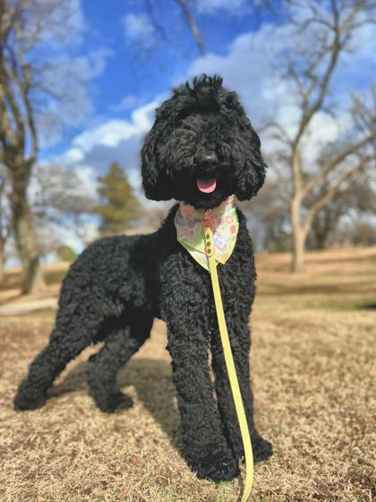 Tulsa Dog Trainer - Immersive Board & Train Programs Board & Train Graduates photo 3