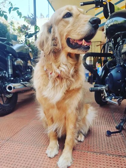 I think Royal Enfield has found its new four-legged brand ambassador. Model Sophie, a gorgeous Golden Retriever, is posing beautifully next to my bikes.