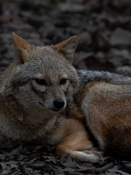 A Golden Jackal resting on a bed of dry leaves in the low light of dusk at Corbett Tiger Reserve.