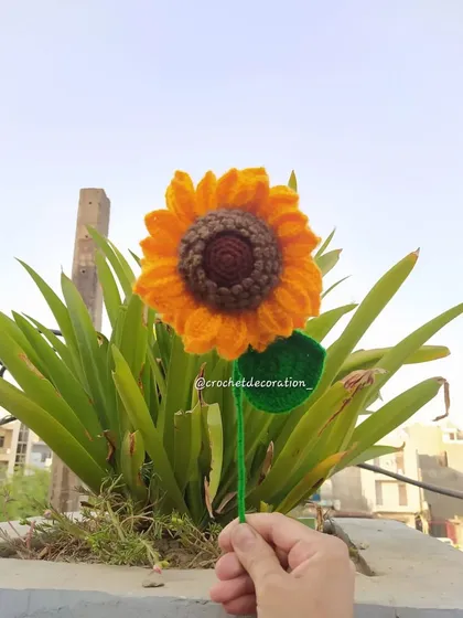 A single knotted sunflower stem, showcasing another one of our sunflower variations.