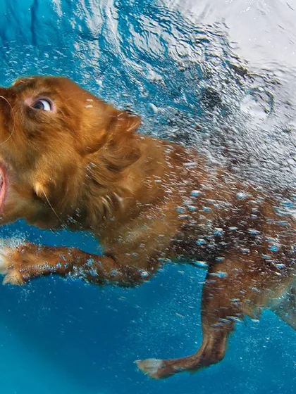 A dog with its mouth wide open, about to miss the tennis ball. These humorous, split-second moments are often the most memorable from a shoot.