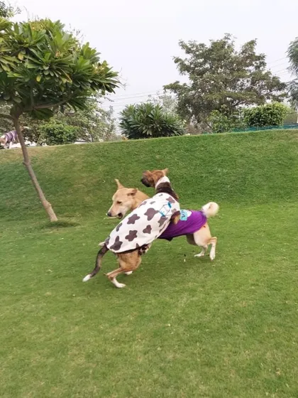 Two dogs in sweaters playing chase.