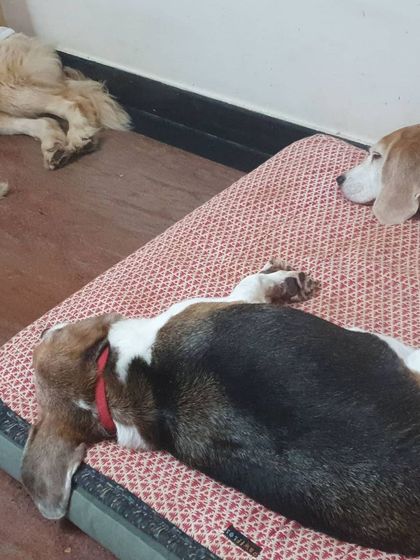 The Urban Dawg - In-Home Dog Boarding Home Comforts: No Cages, Just Cuddles photo 24