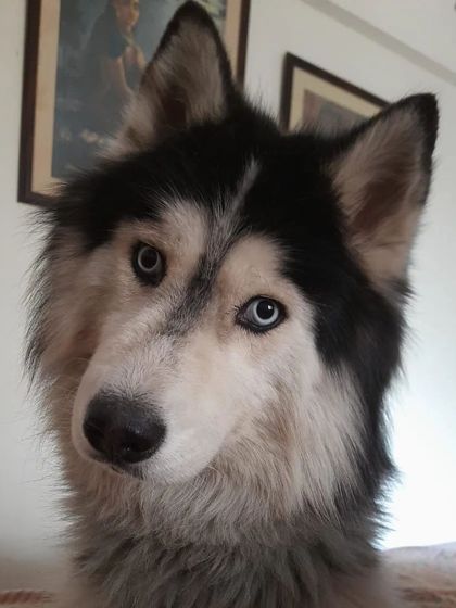 A stunning close-up of Ceasar, a beautiful husky. His intelligent eyes and attentive expression show a dog who is engaged and connected.
