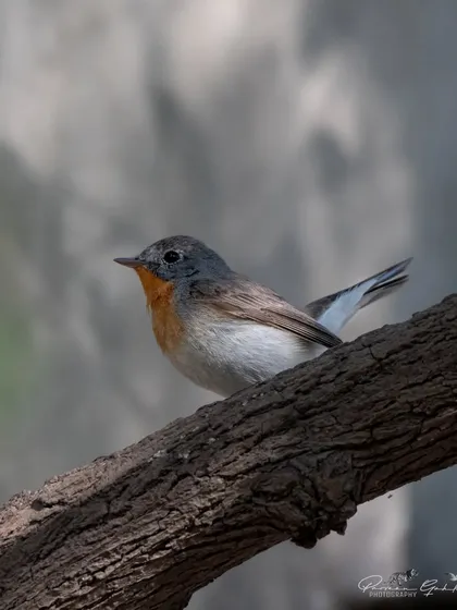 A Red-breasted Flycatcher showing its distinctive tail pattern with white sides.