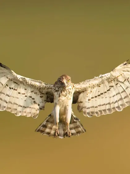 Capturing a Short-toed Snake Eagle in full flight, wings spread against a clean background, requires patience and perfect timing. I shot this near Bangalore, and it showcases the dynamic power of India's birds of prey, making it a great choice for editorial features on raptors.