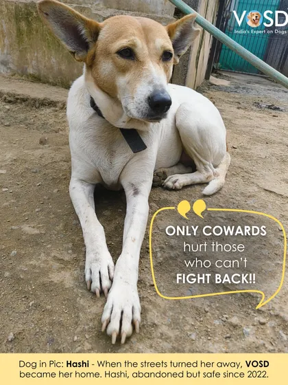 Hashi was abandoned but not forgotten. Found wearing her collar but rejected by the streets, she found safety with us in 2022. Today, she is loved and cared for, always.
