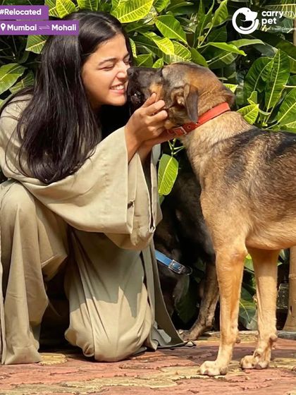 Actress Wamiqa Gabbi shares a loving moment with her dog Floki after his domestic relocation from Mumbai to Mohali. I'm trusted by clients from all walks of life.