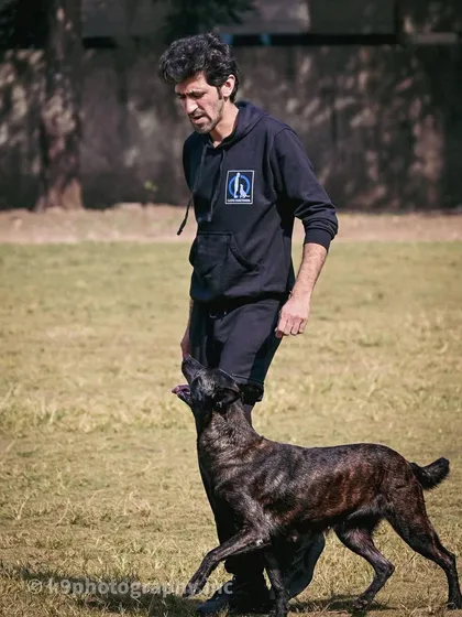 A birthday wish for me, the founder and head trainer of Canine Conditioning. My life's work is dedicated to these animals.