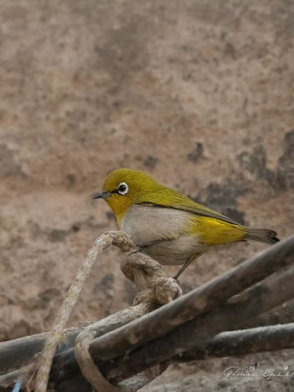 An Indian White-eye perched on a man-made rope, showing how wildlife adapts to urban environments.