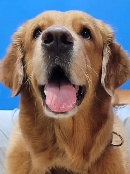 A happy Golden Retriever against a blue background. Perfect for a portrait.