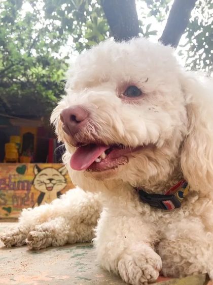 PetStepin - Pet Boarding & Daycare Safe & Happy Holiday Stays photo 6