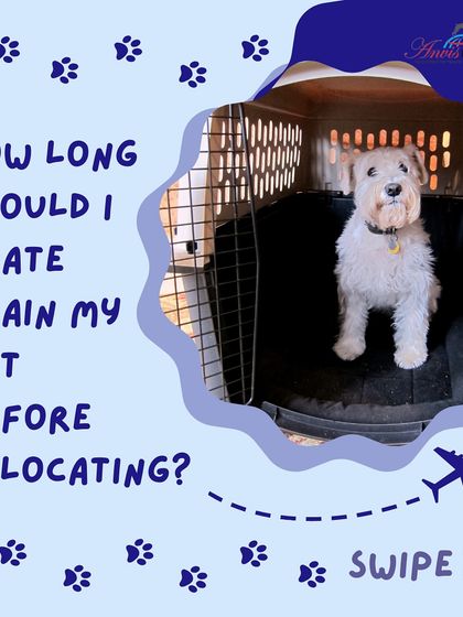 Anvis - Pet Relocation Preparing for Travel: Health, Safety & Documentation photo 32