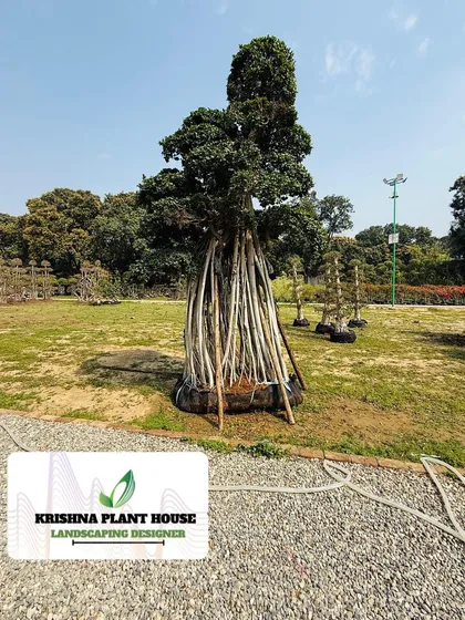 This tall Ficus bonsai with stilt-like aerial roots has a very unique and elegant form. We can find the perfect specialty plant to match any design vision.