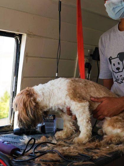 Tail It Easy - Mobile Pet Grooming Caring for All Coats & Breeds photo 8