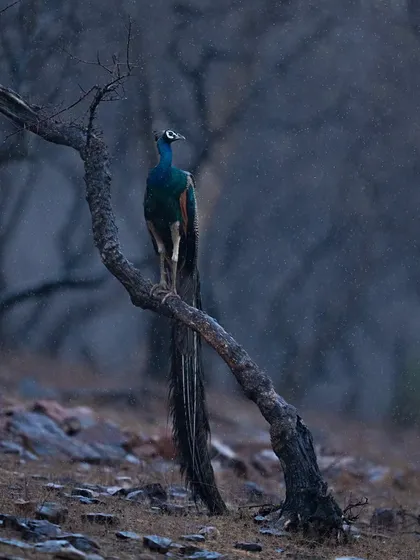 A peacock enjoying a light drizzle in Ranthambore, its vibrant colors standing out against the gloomy sky.