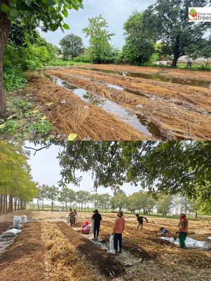 Preparing the land at our Uldeypur site. We use organic waste and stubble to create nutrient-rich compost beds, a sustainable practice managed entirely by our local team.