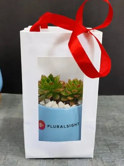 A single succulent gift for Pluralsight, neatly packaged in a white window bag with a red ribbon.