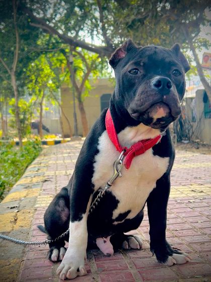 A majestic pose. Sultan sitting proudly on the park path, alert and confident. This is the ideal temperament for an American Bully.