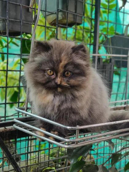 Look at that innocent face! This is a classic example of our tortoiseshell Persian kittens, known for their super fluffy coats, sweet expressions, and unique color patterns. They are raised to be as healthy and beautiful as they look.