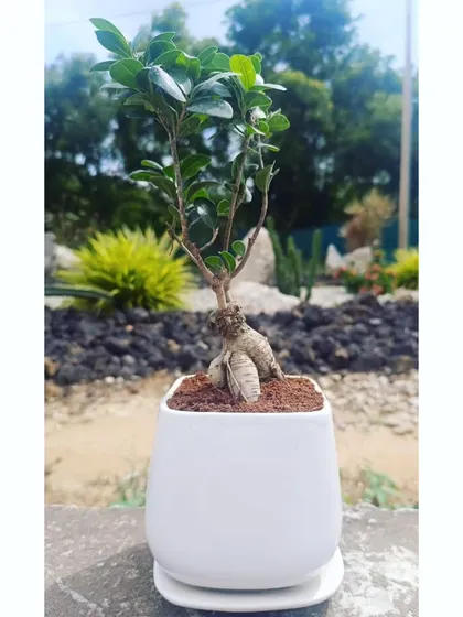 This single Ficus Bonsai highlights the elegant simplicity of the plant. Set in a white pot, it's ready to be a centerpiece on a desk or shelf, helping to improve air quality while providing a calming presence.