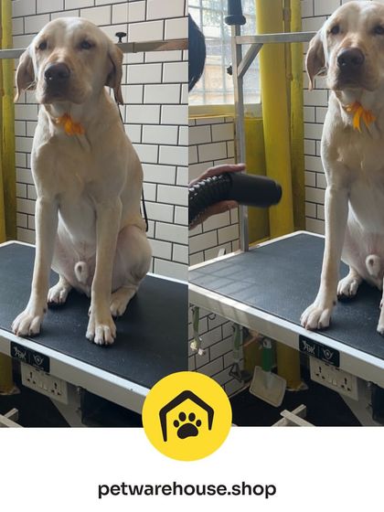 Pet Warehouse - Pet Grooming Services Happy Tails Gallery photo 8