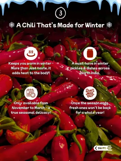 The Banarasi Lal Mirch is a true winter delicacy, available only from November to March. It's a must-have in pickles across North India for the warmth and flavour it adds.