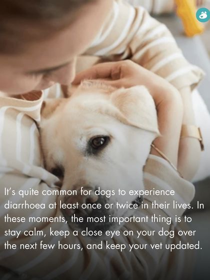 The Pack - Online Pet Parent Community Expert Advice You Can Trust photo 15