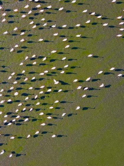 Another aerial perspective of the flamingo flock at Sambhar Lake, showing their movement and the patterns they create in the water. Using a drone gives a completely different understanding of their behavior.