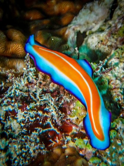 With over 3,000 species, nudibranchs are some of the world's prettiest slugs. This one shows off a vibrant combination of orange and blue, a common strategy to warn predators of their toxicity.