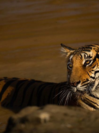 A tiger seeking relief from the heat is a classic jungle scene. This series from Kabini shows the Magge female enjoying a summer evening in a waterhole, the golden light catching her fur beautifully.