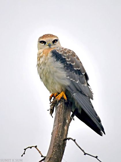A full-body shot of the juvenile Black-winged Kite. Perched on a dead branch against a clean sky, its posture shows a mix of youthful curiosity and the confidence of a raptor.